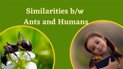 how are ants similar to human beings